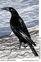 Black Currawong Tea Towel