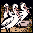 Kit Hiller – Pelicans- Greeting Card