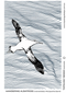 Wandering Albatross Tea Towel